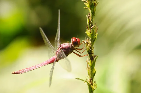 Close Dragon Fly Perched Flower Stem — Stock Photo, Image