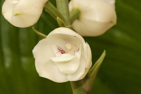 Close Shot Flower Holy Spirit National Flower Panama — Stock Photo, Image