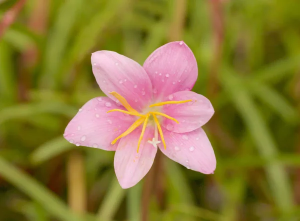 Macro Shot Lilly Flower Green Background — Stock Photo, Image