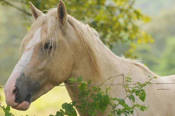 Close Palomino Horse Farm Fence — Stock Photo, Image