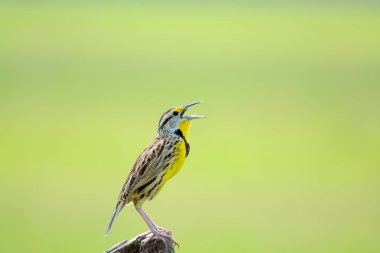 Güzel Doğu Meadowlark erkek bir çit sonrası şarkı tünemiş