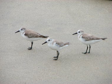 Three small sandpiper sea birds on a beach clipart