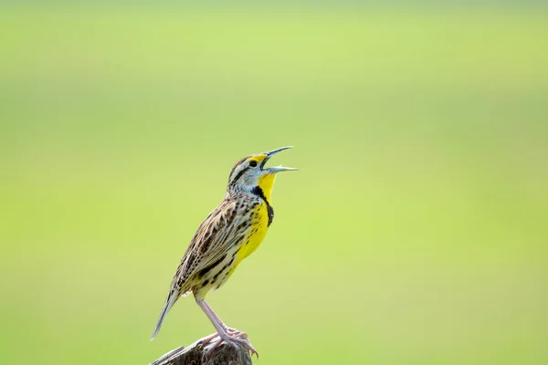 Bonito Oriental Meadowlark Macho Empoleirado Uma Cerca Post Cantando — Fotografia de Stock