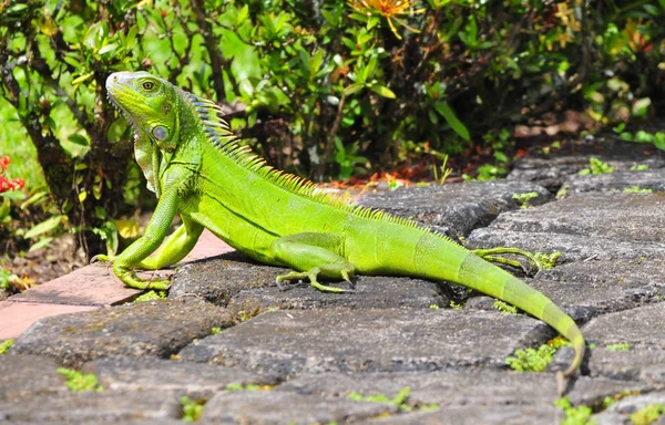 Beautiful Green Iguana Taking Sun Garden Path — Stock Photo, Image