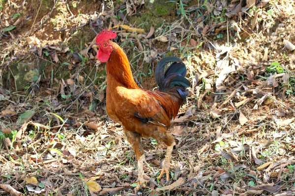 国の家で若い雄鶏は裏庭 — ストック写真