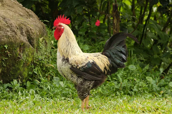 Grande Gallo Che Cammina Intorno Giardino Una Fattoria — Foto Stock