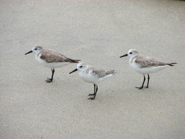 Three Small Sandpiper Sea Birds Beach — Stock Photo, Image