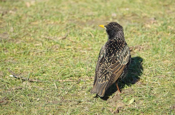 Starling Comum Sturnus Vulgaris Andando Sobre Grama Parque Paris — Fotografia de Stock