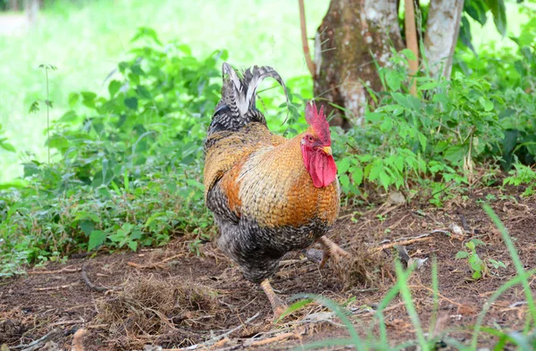ファームの裏庭で鶏を集めて大きな若い雄鶏 — ストック写真