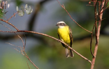 Sosyal sinekkapan (Myiozetetes similis) bir ağaç dalı d tünemiş