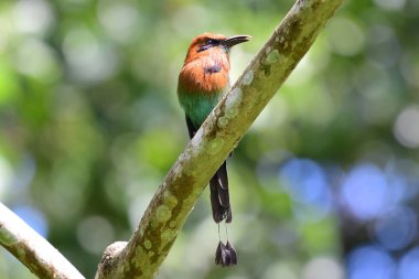 Bir ağaç dalı üzerinde tünemiş güzel Motmot geniş gagalı kuş