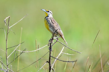 Panama'da küçük Bush güzel Doğu Meadowlark (Sturnella magna)