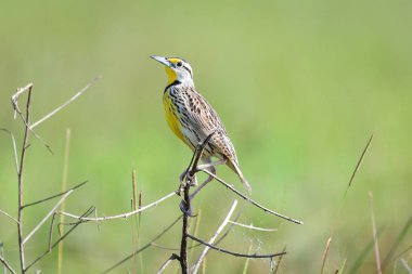 Panama'da küçük Bush güzel Doğu Meadowlark (Sturnella magna)