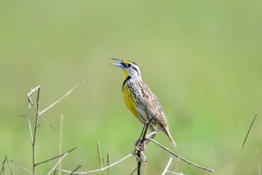 Panama'da küçük Bush güzel Doğu Meadowlark (Sturnella magna)