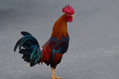 Gün sonu horoz ötüyor mücadele