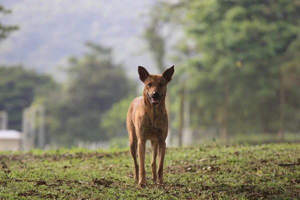 Perro Raza Mixta Parado Afuera Campo — Foto de Stock