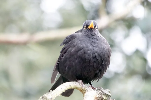 在法国巴黎的一个分支上 一个共同的黑鸟关闭 — 图库照片
