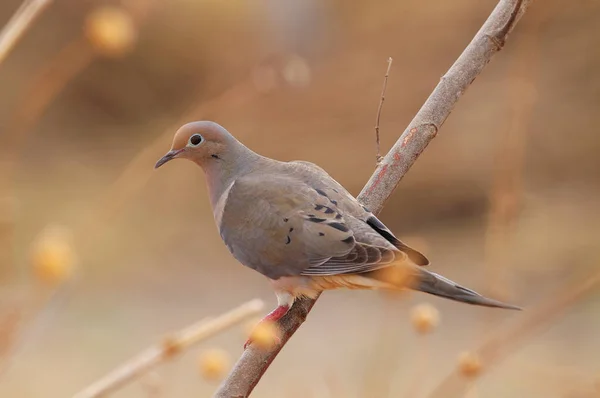 Mourning Dove Zenaida Macroura Perched Tree Branch — Stock Photo, Image