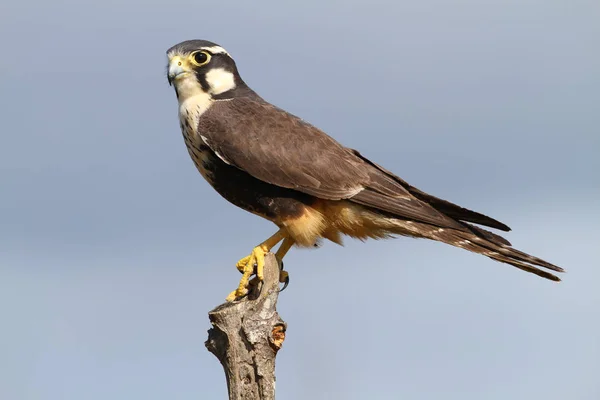 Close Van Een Mooie Aplomado Valk Zat Een Hek Post — Stockfoto