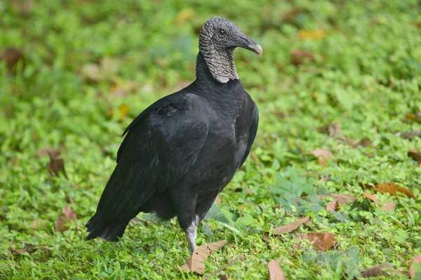 Black Vulture Standing Lush Green Background — Stock Photo, Image