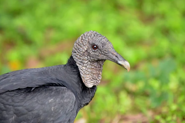 Yemyeşil yeşil arka plana sahip siyah akbaba, yakın çekim