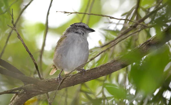 Černé Pruhované Sparrow Větev Stromu — Stock fotografie