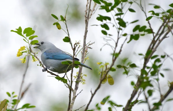 Modro Šedé Tanager Jíst Květiny Macano Stromu — Stock fotografie