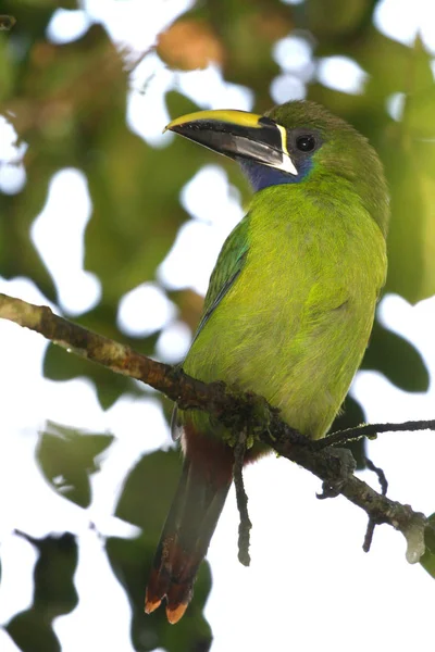 Blue Throated Toucanet Perched Berry Tree Branch — Stock Photo, Image