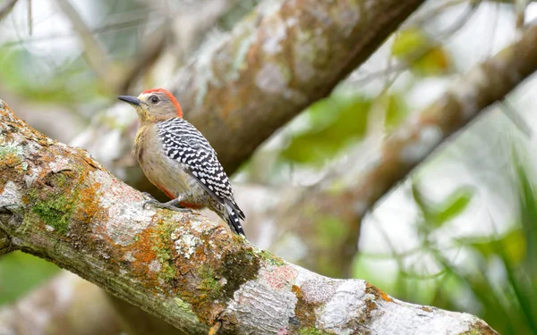 Red Crowned Woodpecker Perched Tree Branch — Stock Photo, Image