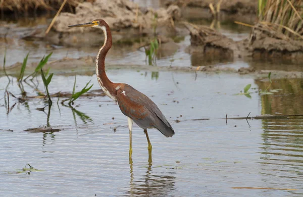 Immature Tricolored Heron lookiing for food in a pond