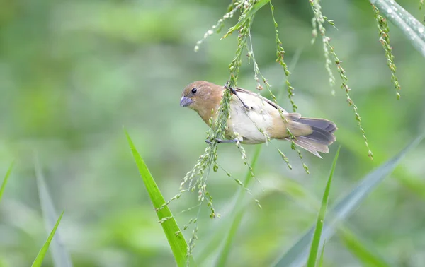 Yellow Bellied Seedeater Sporophila Nigricollis Immature Male Eating Seeds Grass — Stock Photo, Image