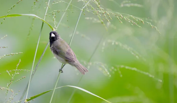 Yellow Bellied Seedeater Sporophila Nigricollis Male Perched Grass Stem — Stock Photo, Image