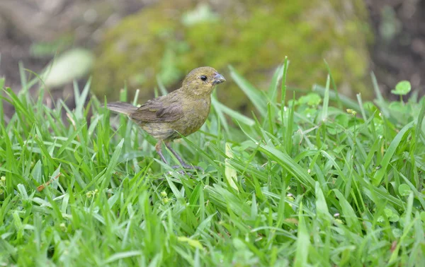 緑の芝生に臆病 Seedeater — ストック写真