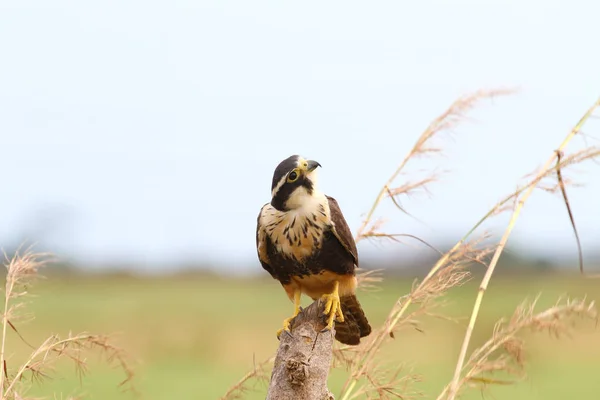 Όμορφη Aplomado Falcon Σκαρφαλωμένο Μια Θέση Φρακτών Στα Πεδινά Του — Φωτογραφία Αρχείου