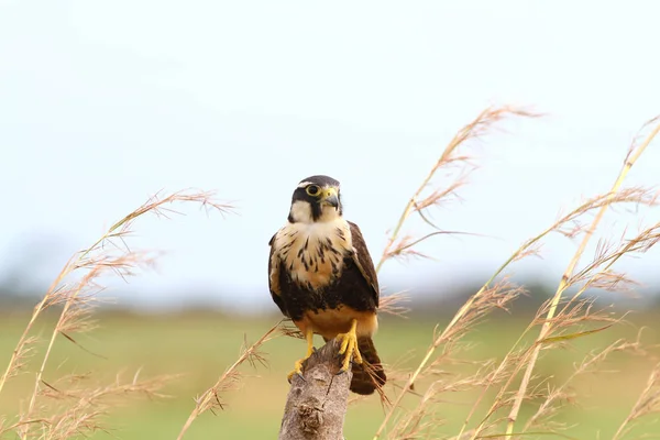 Gyönyörű Aplomado Falcon Gubbasztott Kerítés Után Síkságon Panama — Stock Fotó