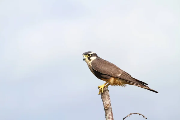 Close Van Een Mooie Aplomado Valk Een Omheining Post — Stockfoto