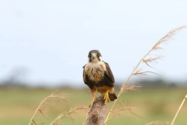 Όμορφη Aplomado Falcon Σκαρφαλωμένο Μια Θέση Φρακτών Στα Πεδινά Του — Φωτογραφία Αρχείου