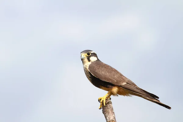 Close Beautiful Aplomado Falcon Fence Post — Stock Photo, Image