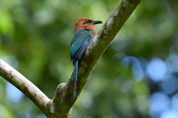 Krásný Jespáček Motmot Ptáka Sedícího Větvi Stromu — Stock fotografie