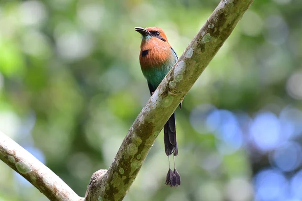 Hermoso Pájaro Motmot Pico Ancho Posado Una Rama Árbol —  Fotos de Stock