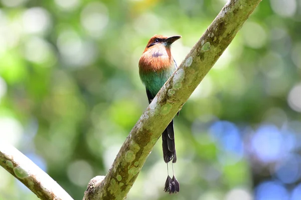 Hermoso Pájaro Motmot Pico Ancho Posado Una Rama Árbol —  Fotos de Stock