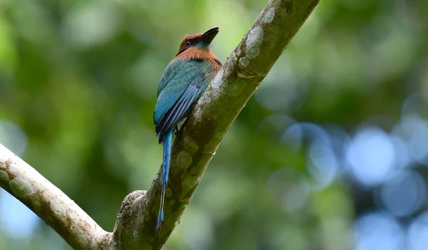 Krásný Jespáček Motmot Ptáka Sedícího Větvi Stromu — Stock fotografie