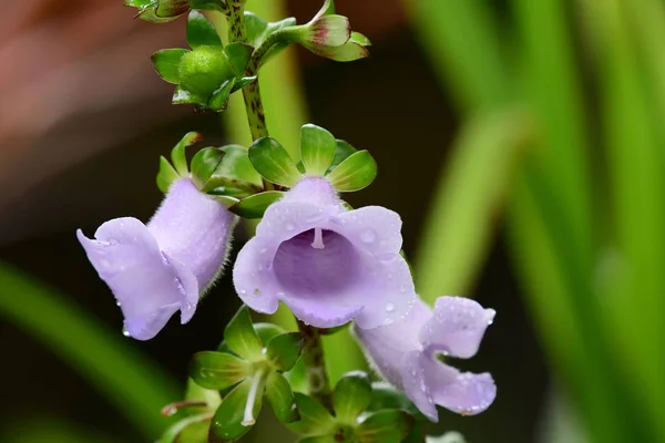 Close Beautiful Bell Shaped Flowers Garden — Stock Photo, Image