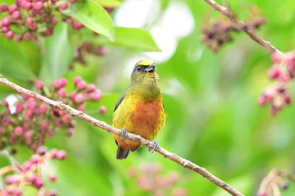 Primer Plano Macho Euphonia Euphonia Gouldi Apoyado Una Rama Árbol — Foto de Stock