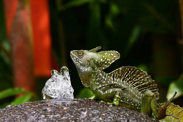 Close Plumed Basilik Lizard Top Garden Water Fountain — Stock Photo, Image