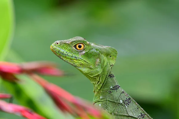 Primer Plano Lagarto Plumed Basilik —  Fotos de Stock