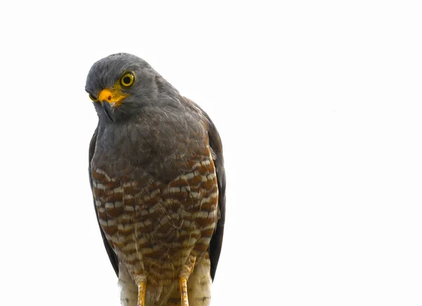 Close Tiro Falcão Muito Bonito Roadside Olhando Para Câmera — Fotografia de Stock