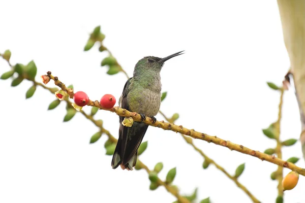 Scale Breasyed Hummingbird Perched Palm Tree Stem — Stock Photo, Image