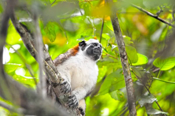 Close View Geoffroy Tamarin Saguinus Geoffroyi Also Known Panamanian Red — Stock Photo, Image