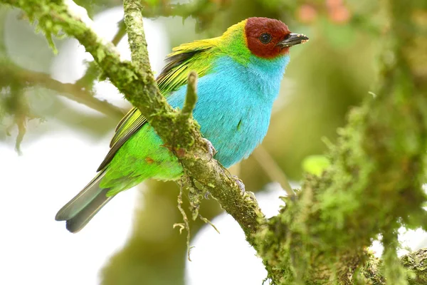 Primer Plano Hermoso Tanager Cabeza Bahía Girola Tangara Encaramado Una — Foto de Stock